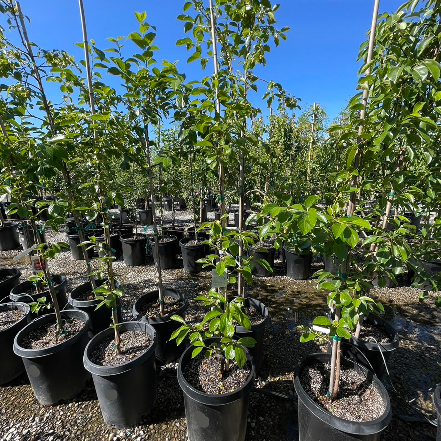 Giant Fuyu Persimmon