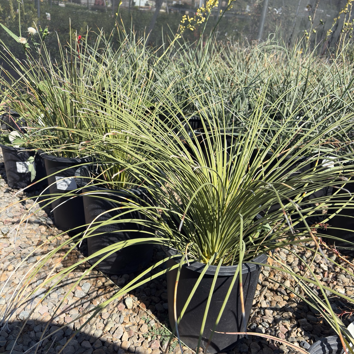 Mexican Grass Tree