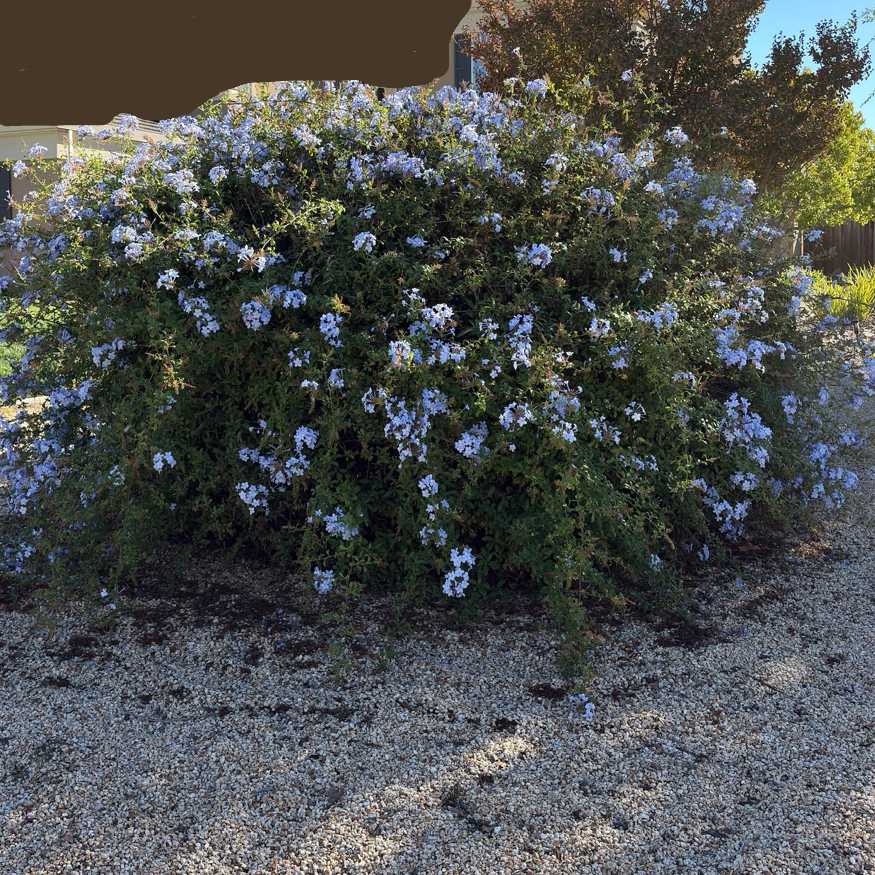 Royal Cape Plumbago