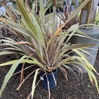 Pink Stripe New Zealand Flax