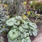 Giant Leopard Plant