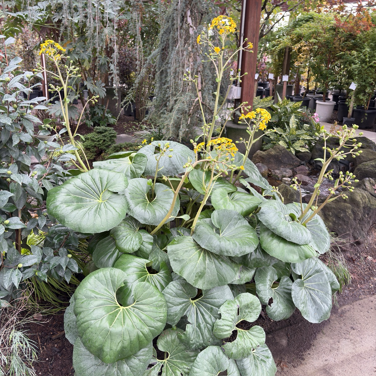 Giant Leopard Plant