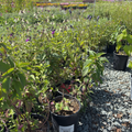Pineapple Sage