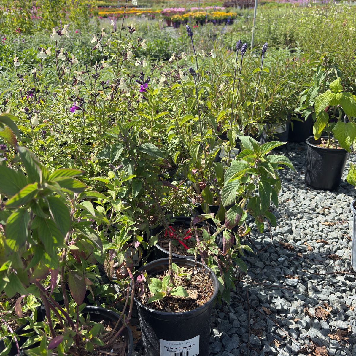 Pineapple Sage (Salvia elegans)