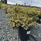 White False Heather
