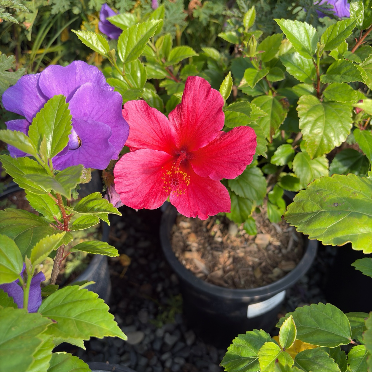 Lipstick Tropical Hibiscus
