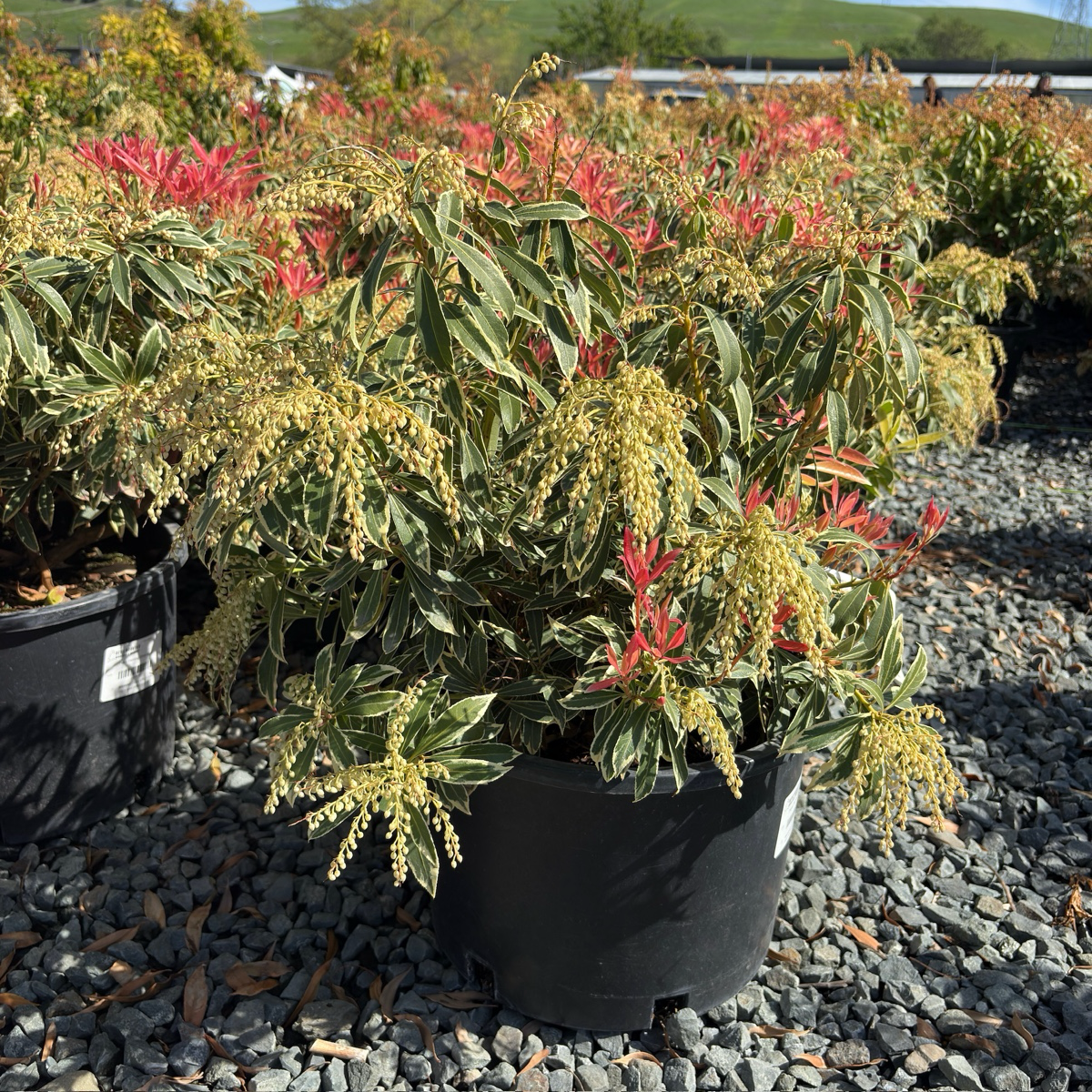 Flaming Silver Japanese Andromeda