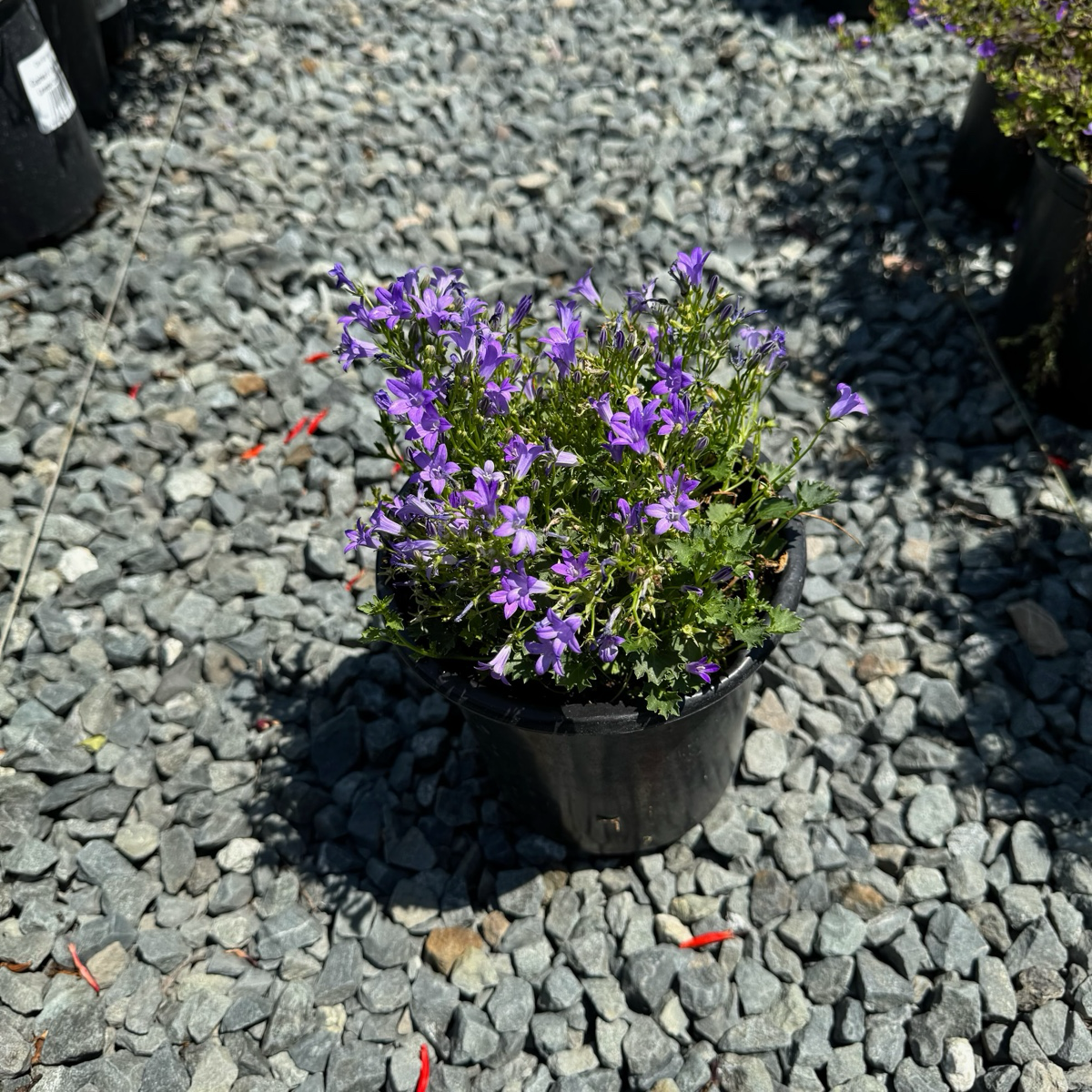Wall Bellflower