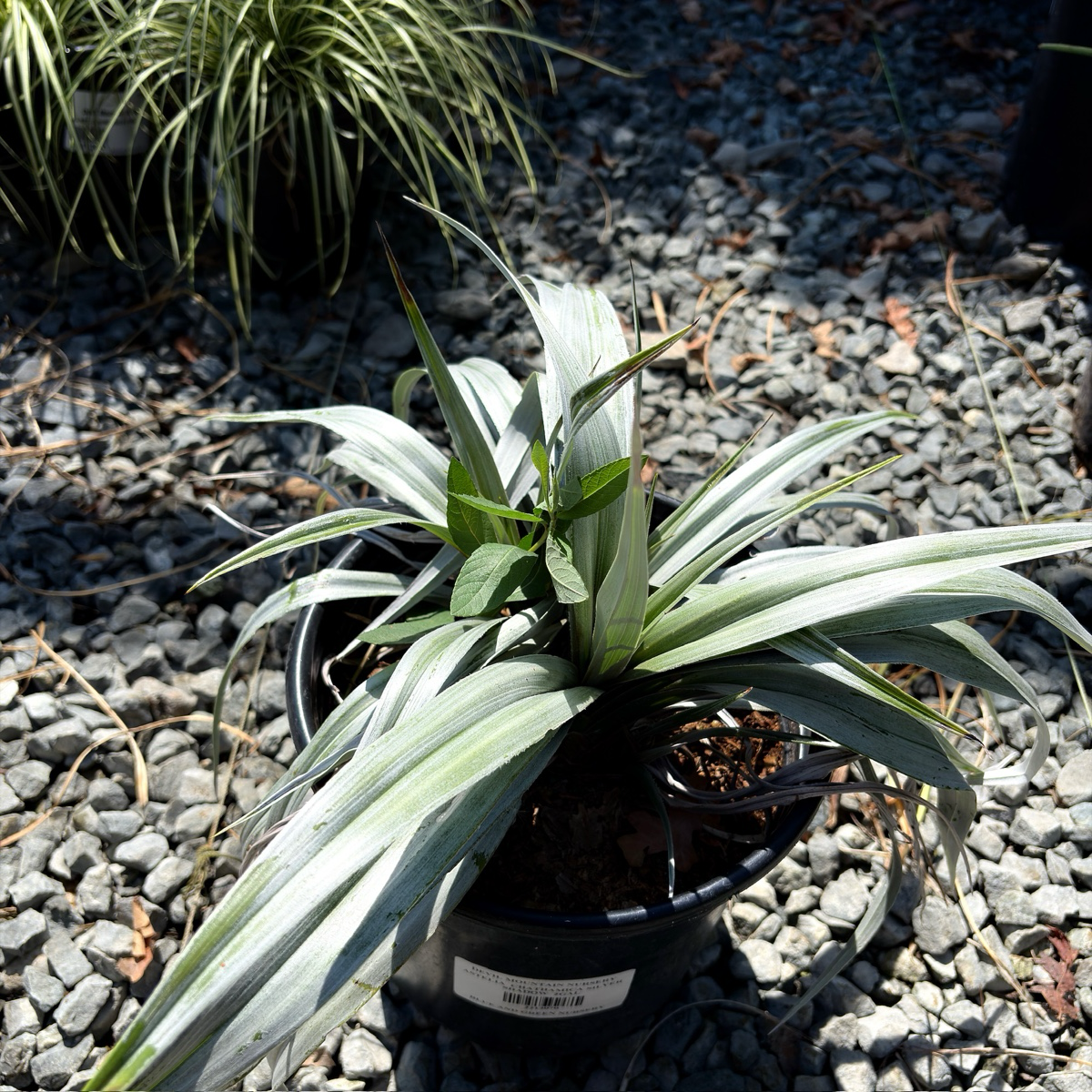 Silver Shadow Shore Astelia