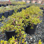 Monterey Carpet Manzanita