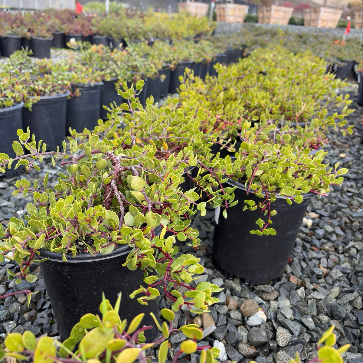 Monterey Carpet Manzanita