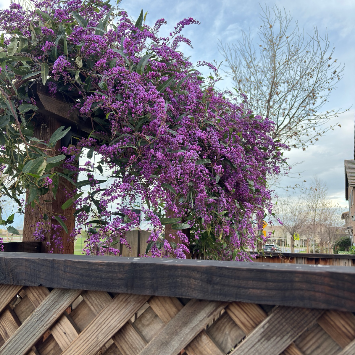 Happy Wanderer Lilac Vine