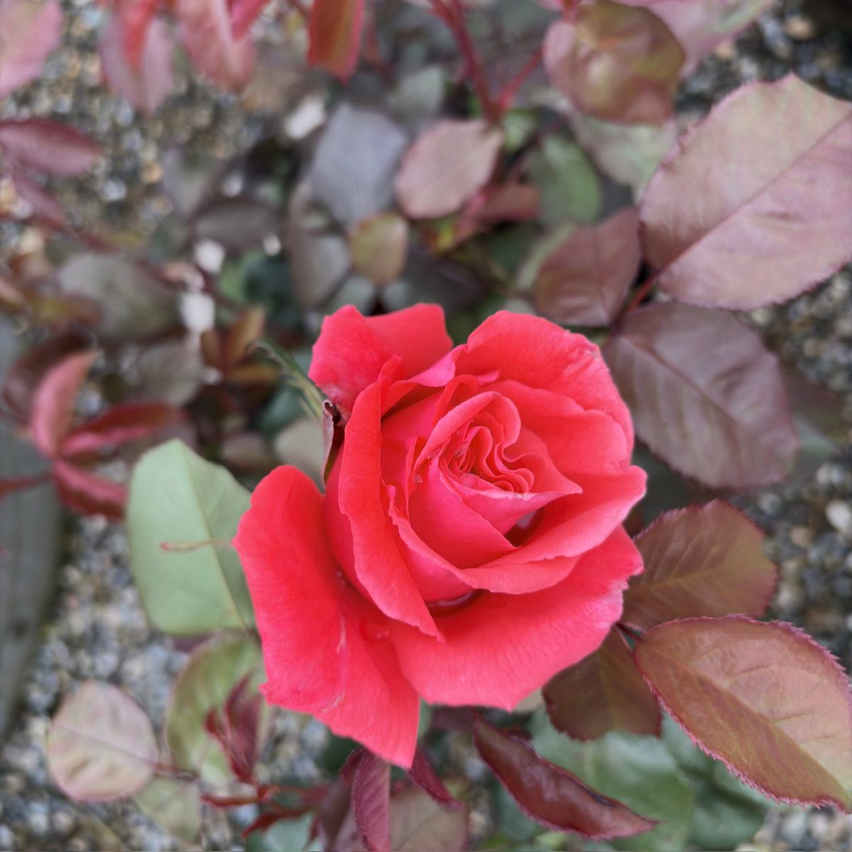 Fragrant Cloud  Rose
