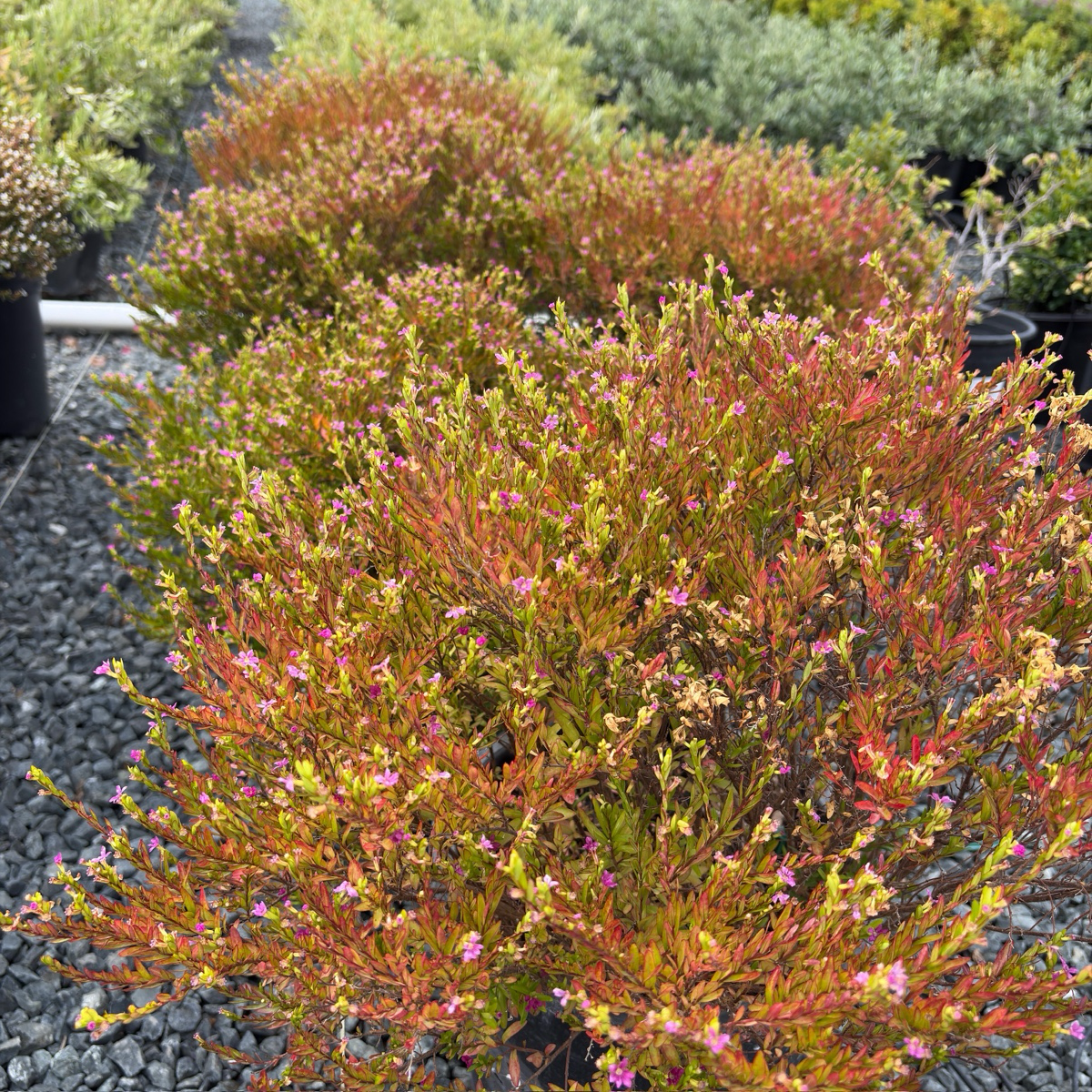Rosea Mexican Heather
