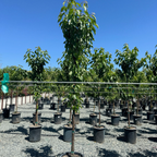 Black Tartarian Cherry