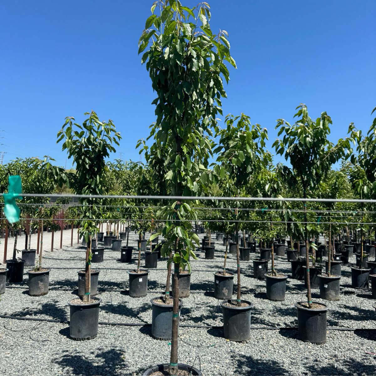 Black Tartarian Cherry