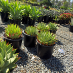 Spiral Aloe