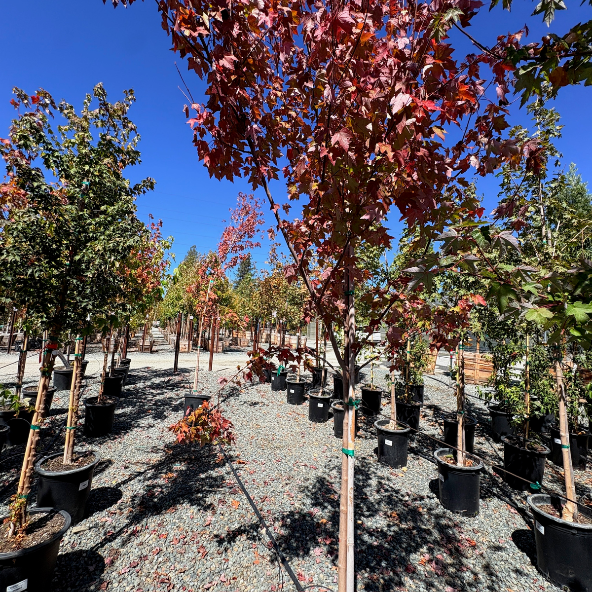 Redpointe Red Maple