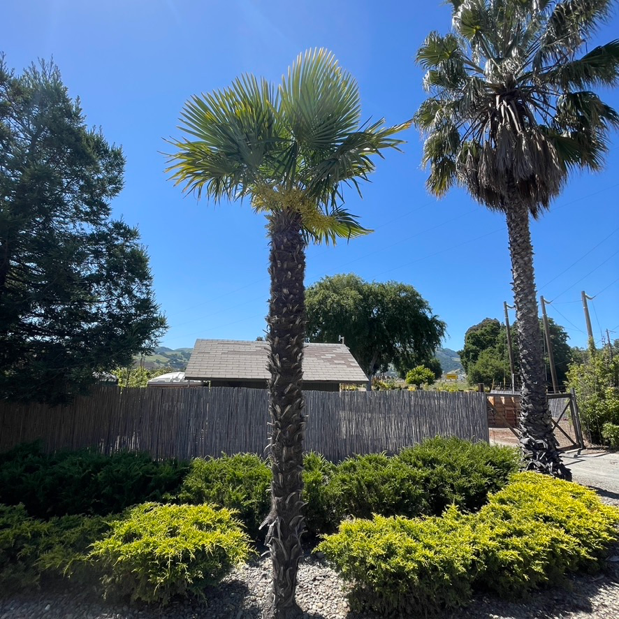 WindmillI Palm