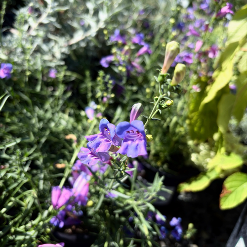 balloon flower planting Platycodon grandiflorus 'Sentimental Blue' Balloon Flower main image 1