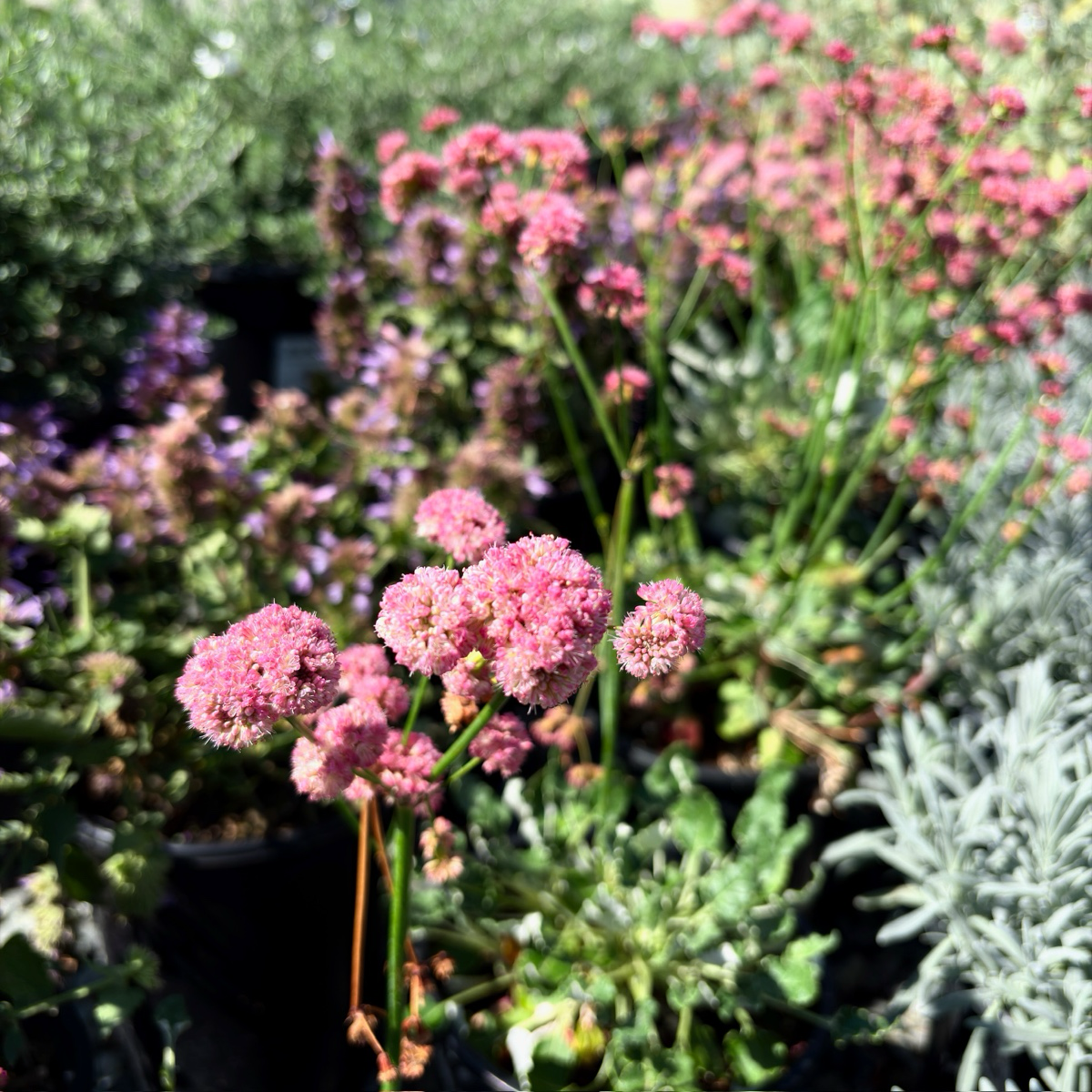 Red Buckwheat
