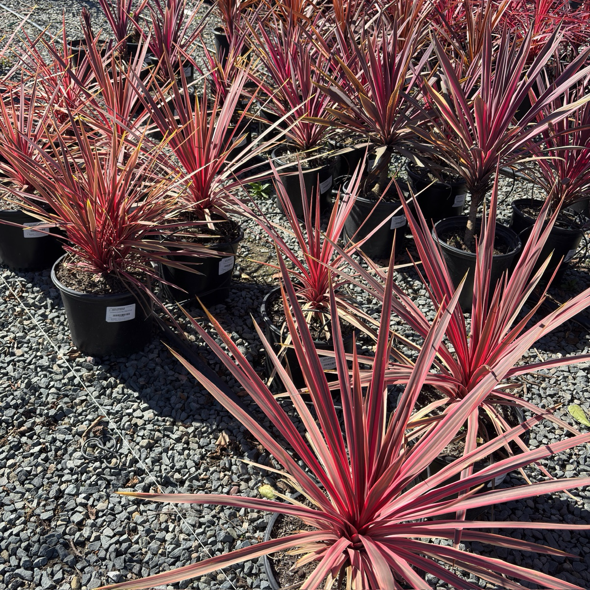 Charlie Boy Cordyline