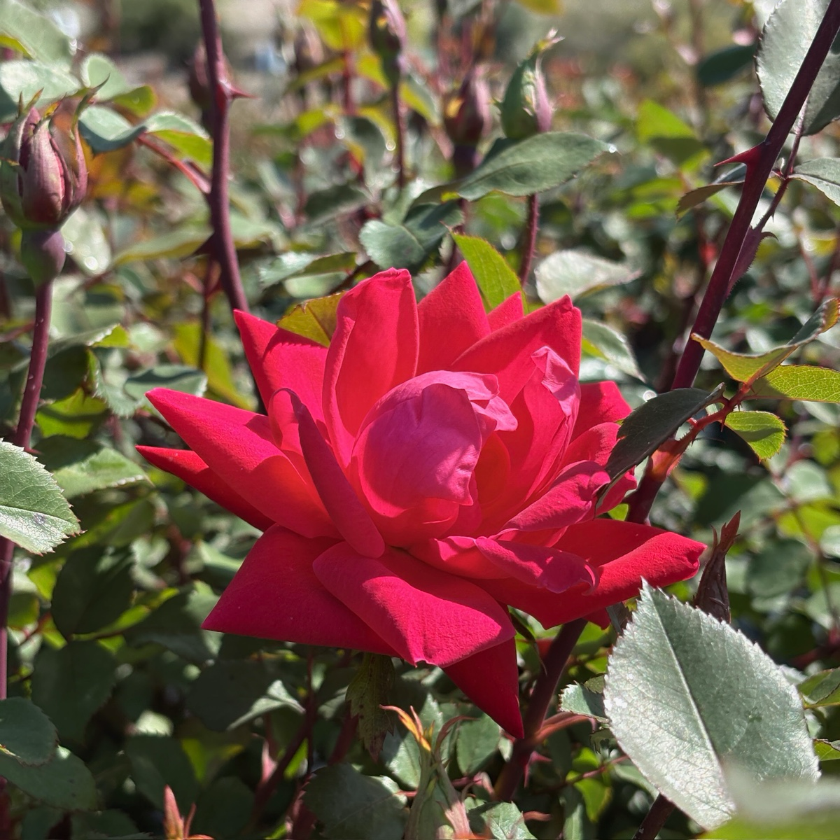 Knock Out Rose