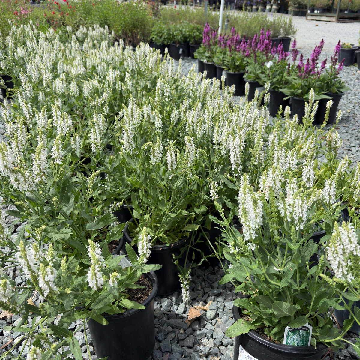 Lyrical White Meadow Sage