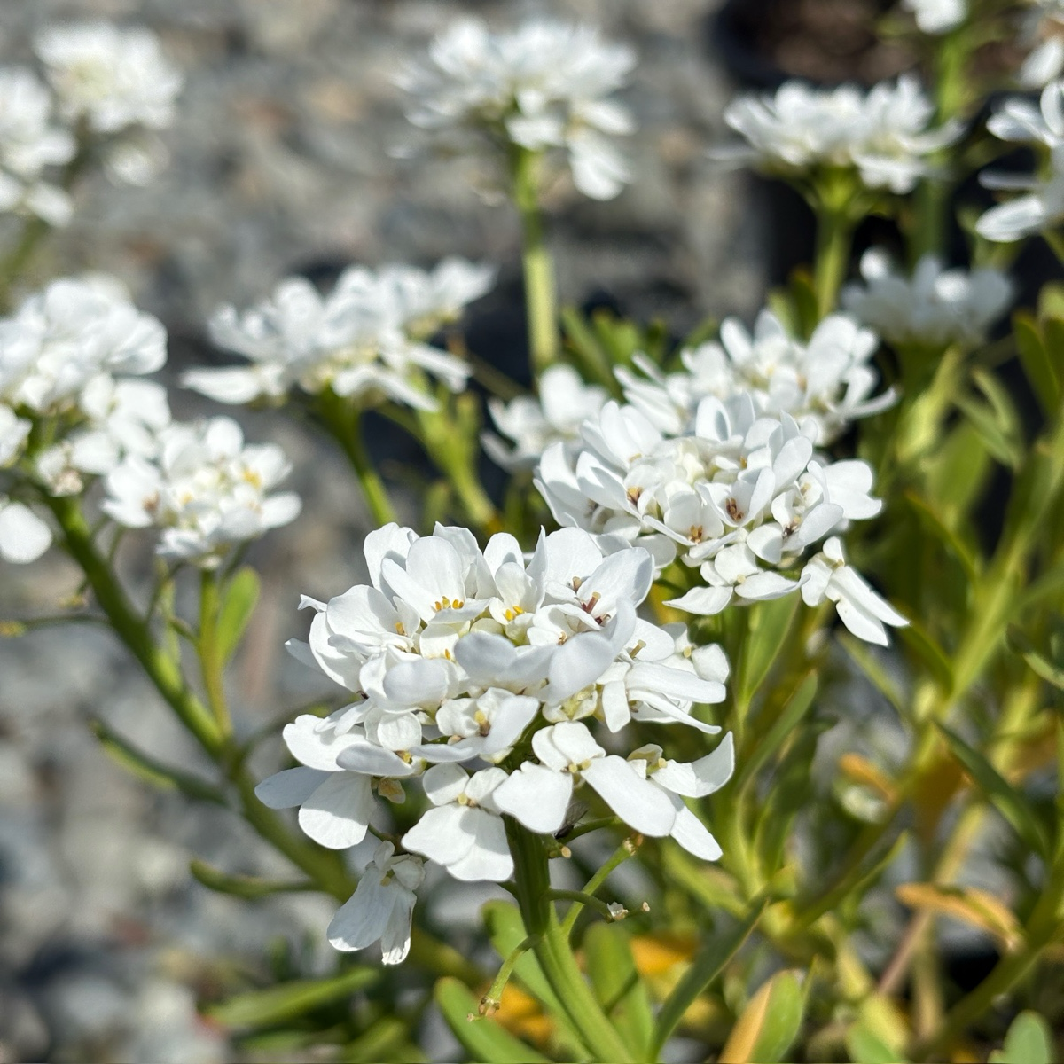 Purity Evergreen Candytuft
