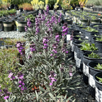 Bowles' Mauve Wallflower