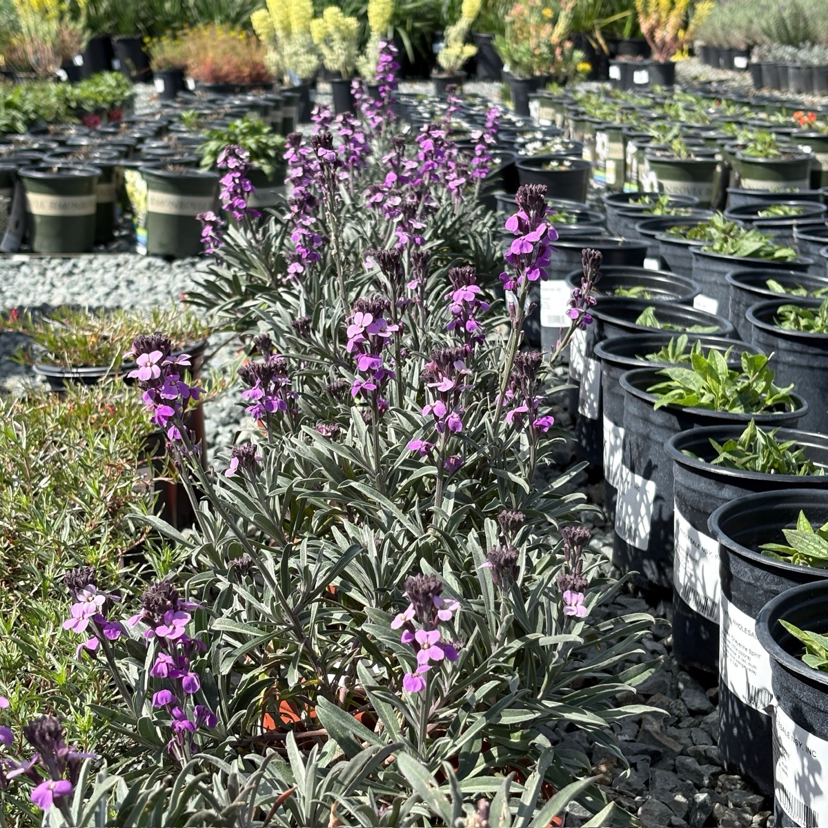 Bowles' Mauve Wallflower