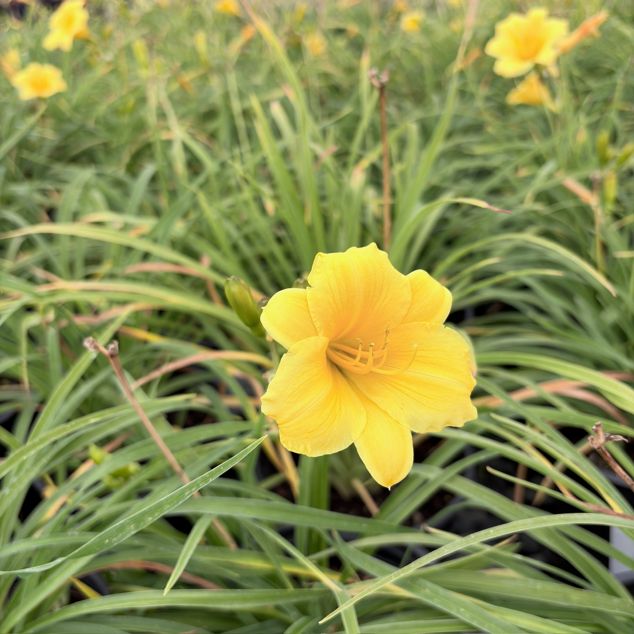 Stella de Oro Daylily