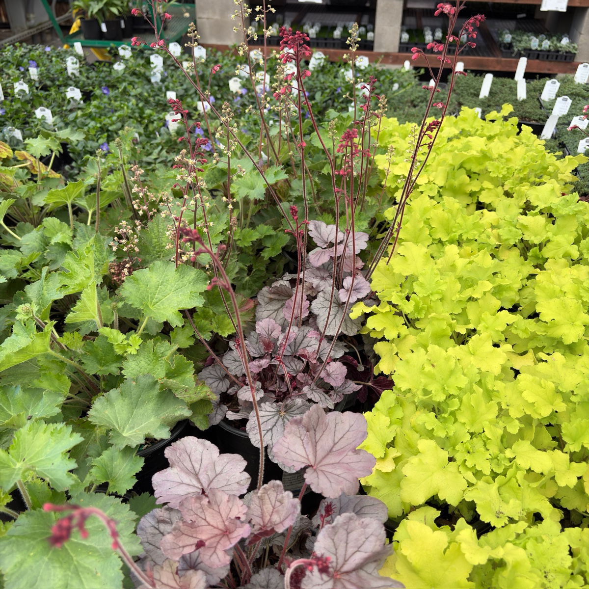 Silverberry Coral Bells