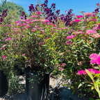 Anthony Waterer Japanese Spirea