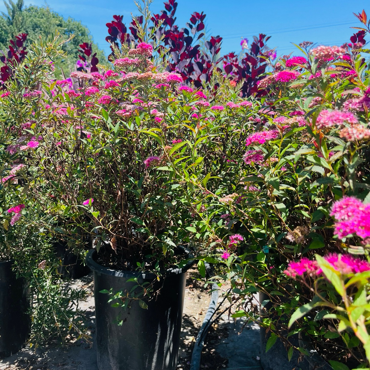 Anthony Waterer Japanese Spirea