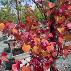Flame Thrower Redbud