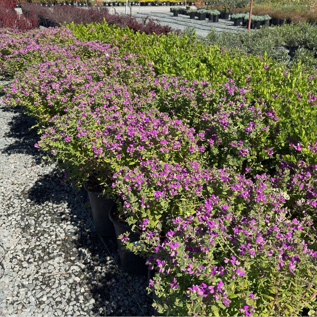 Mariposa Sweet Pea Shrub
