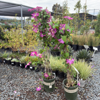 Pink Champagne Clematis