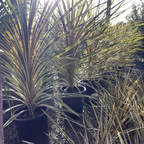Torbay Dazzler Grass Palm