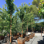Trident Maple