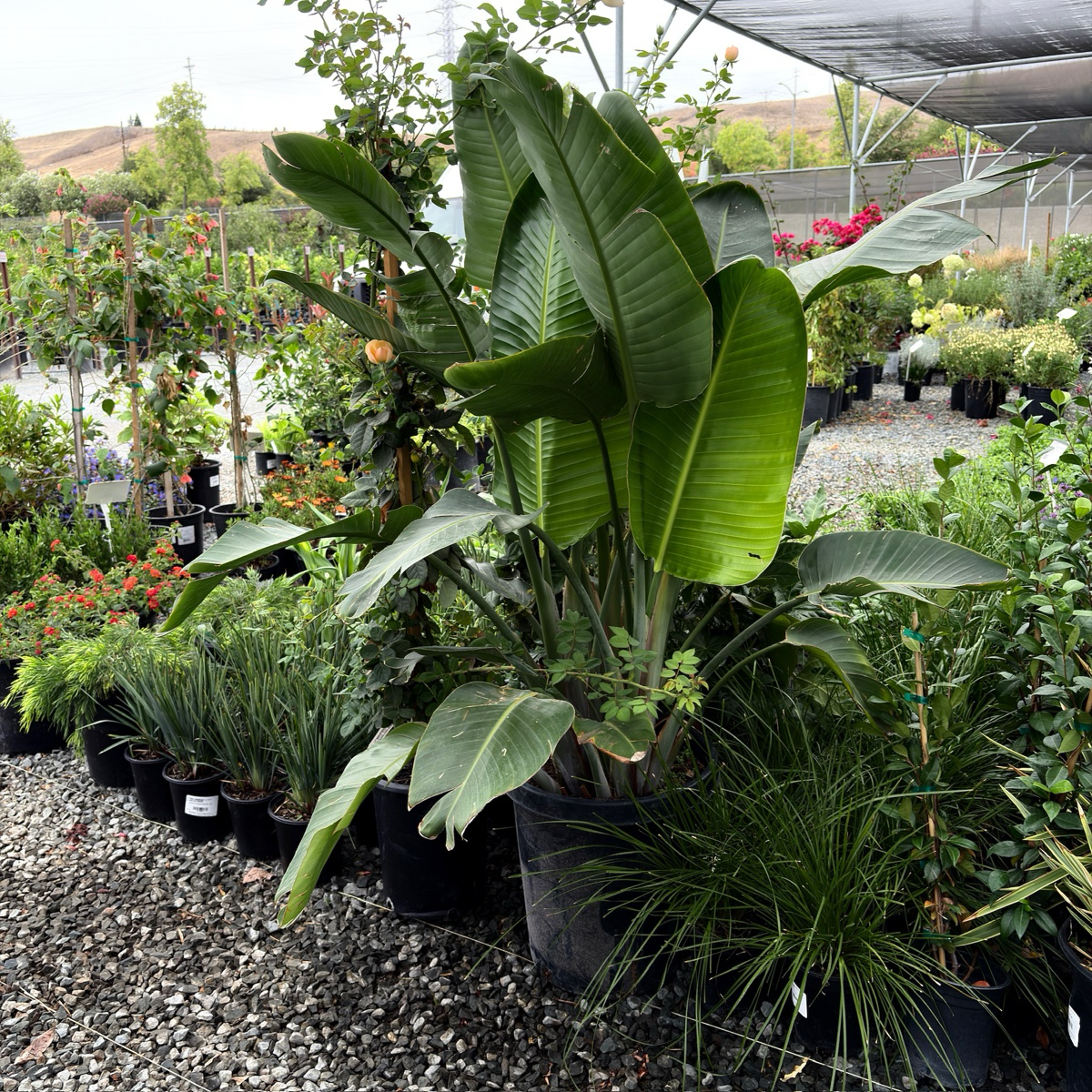 Giant Bird of Paradise