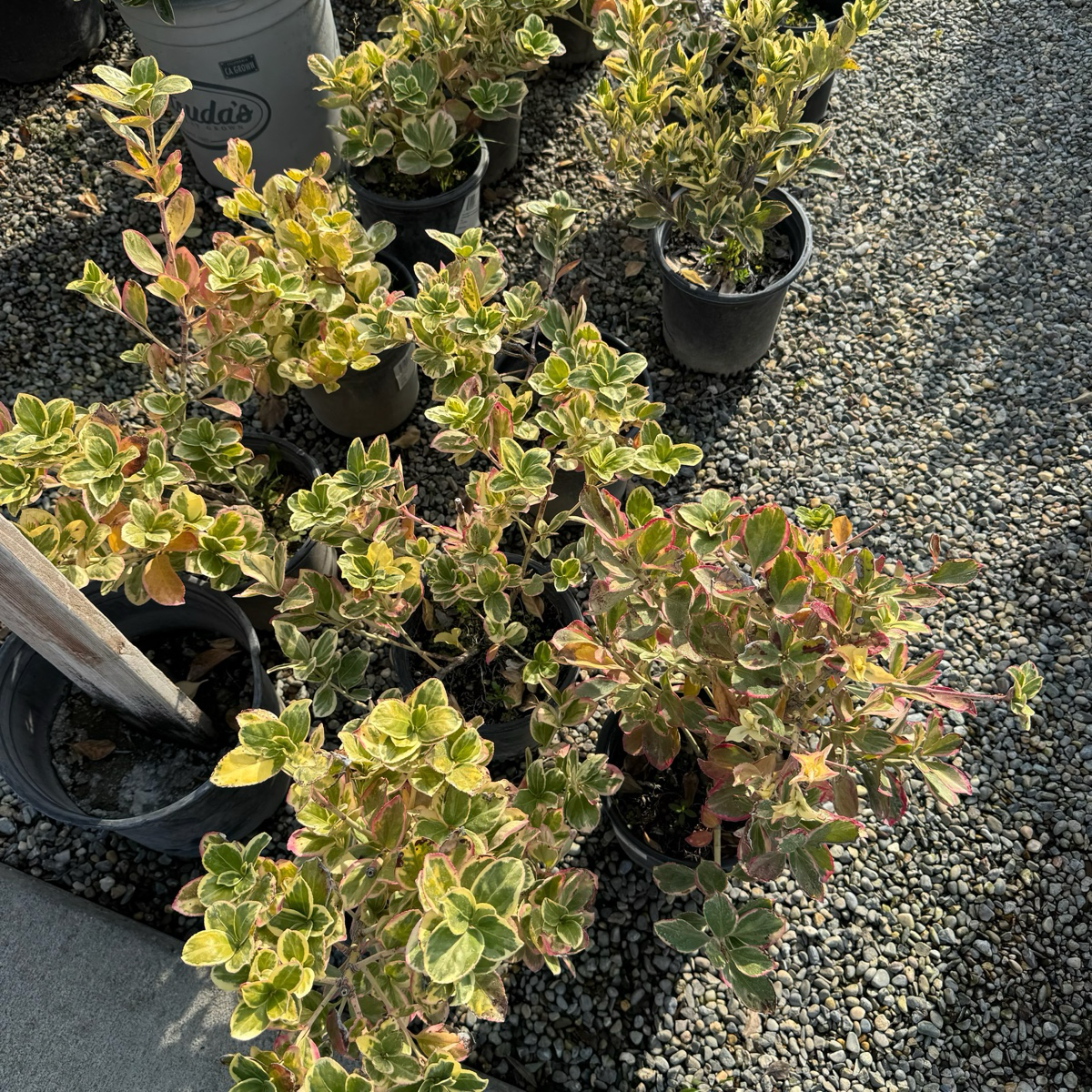 Silver King Euonymus