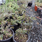Point Reyes Bearberry