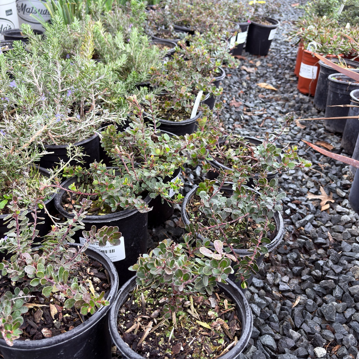 Point Reyes Bearberry