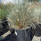 Blue Oat Grass