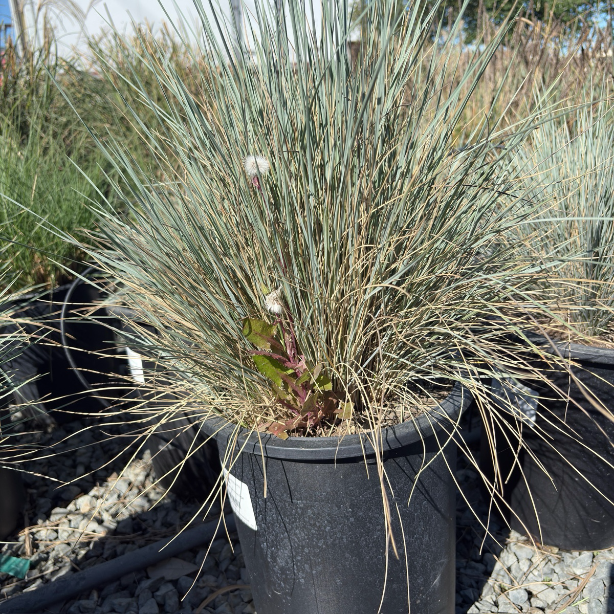Blue Oat Grass