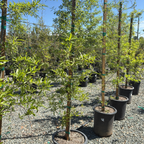 Willow Oak
