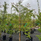 True Green Chinese Elm