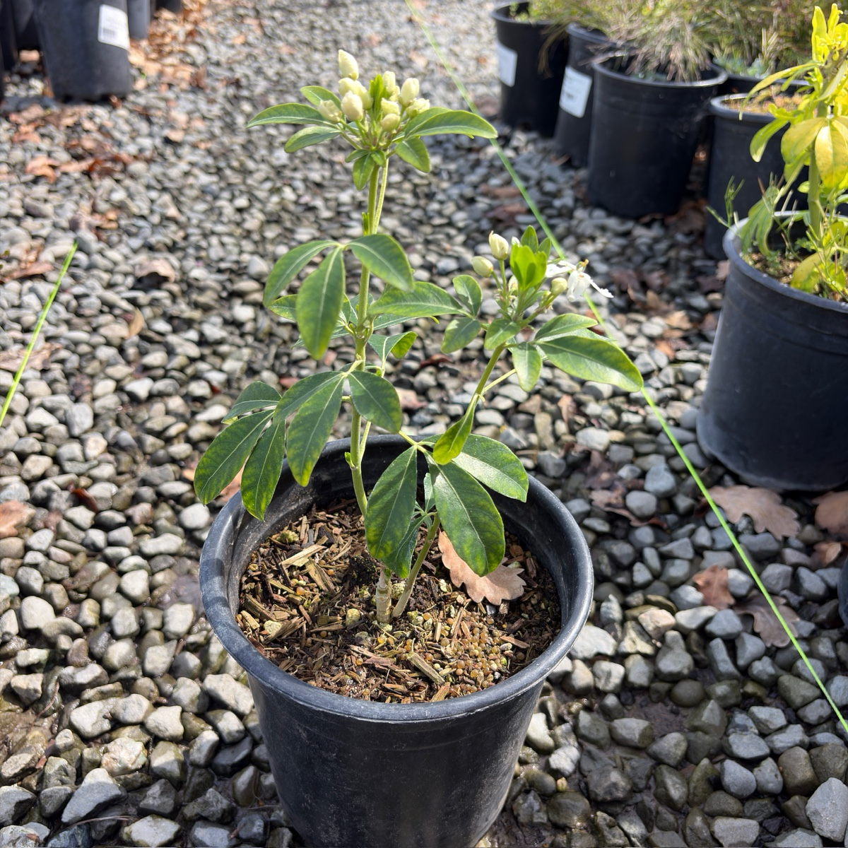 Sundance Mexican Orange Blossom