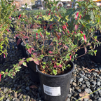 Hummingbird's Lunch Cigar Plant